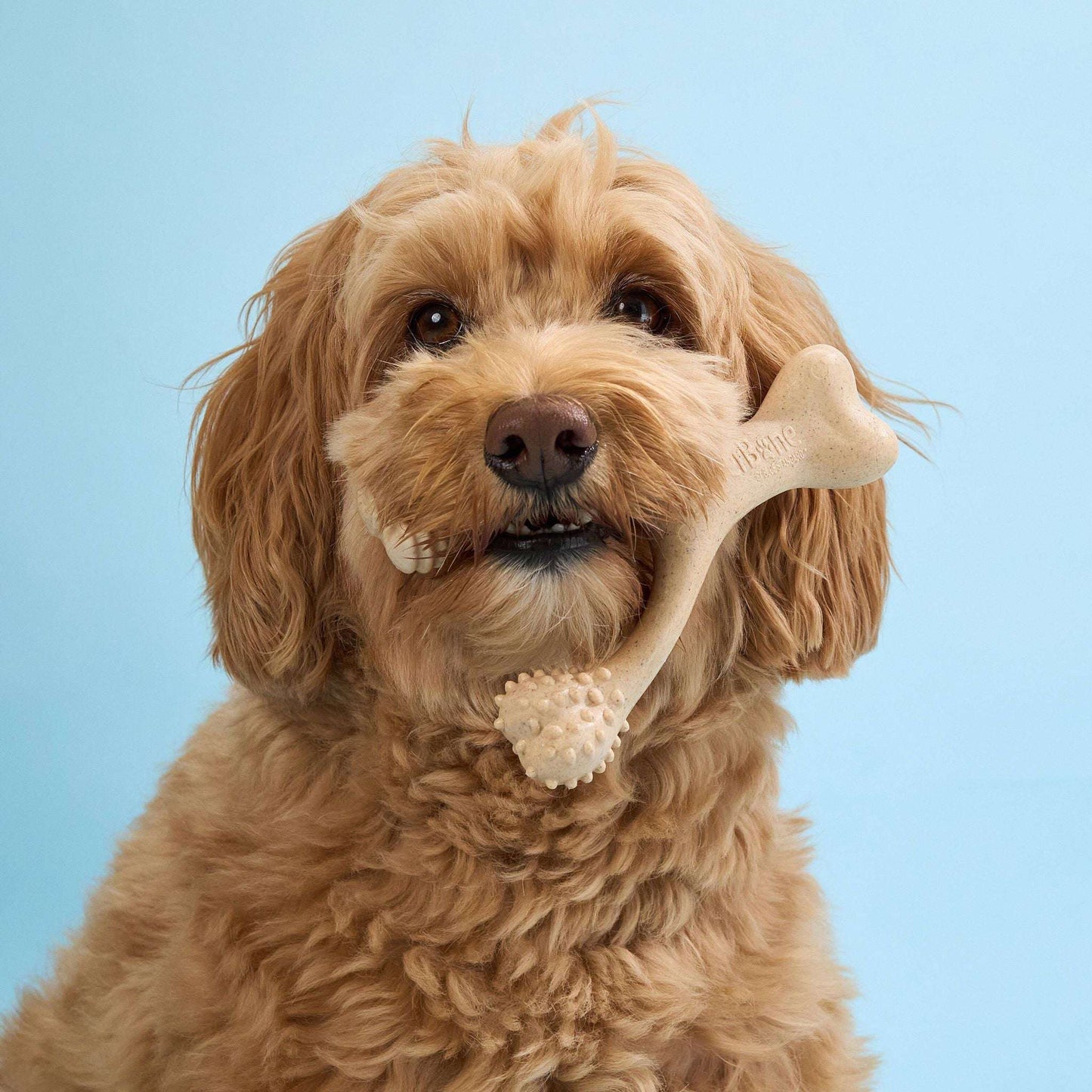 BetterBone Dog Chew - Expressly Marketplace