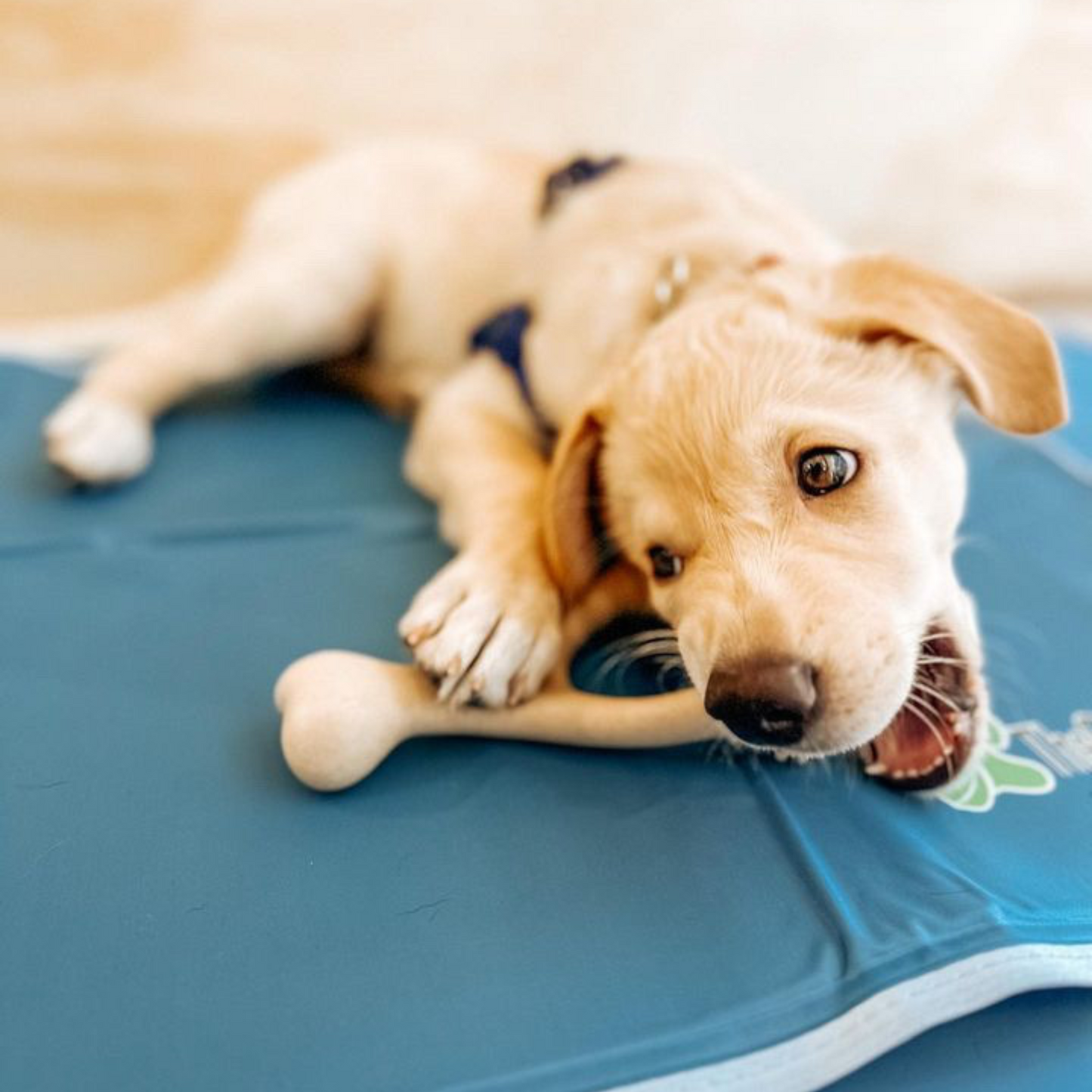 BetterBone Dog Chew - Expressly Marketplace