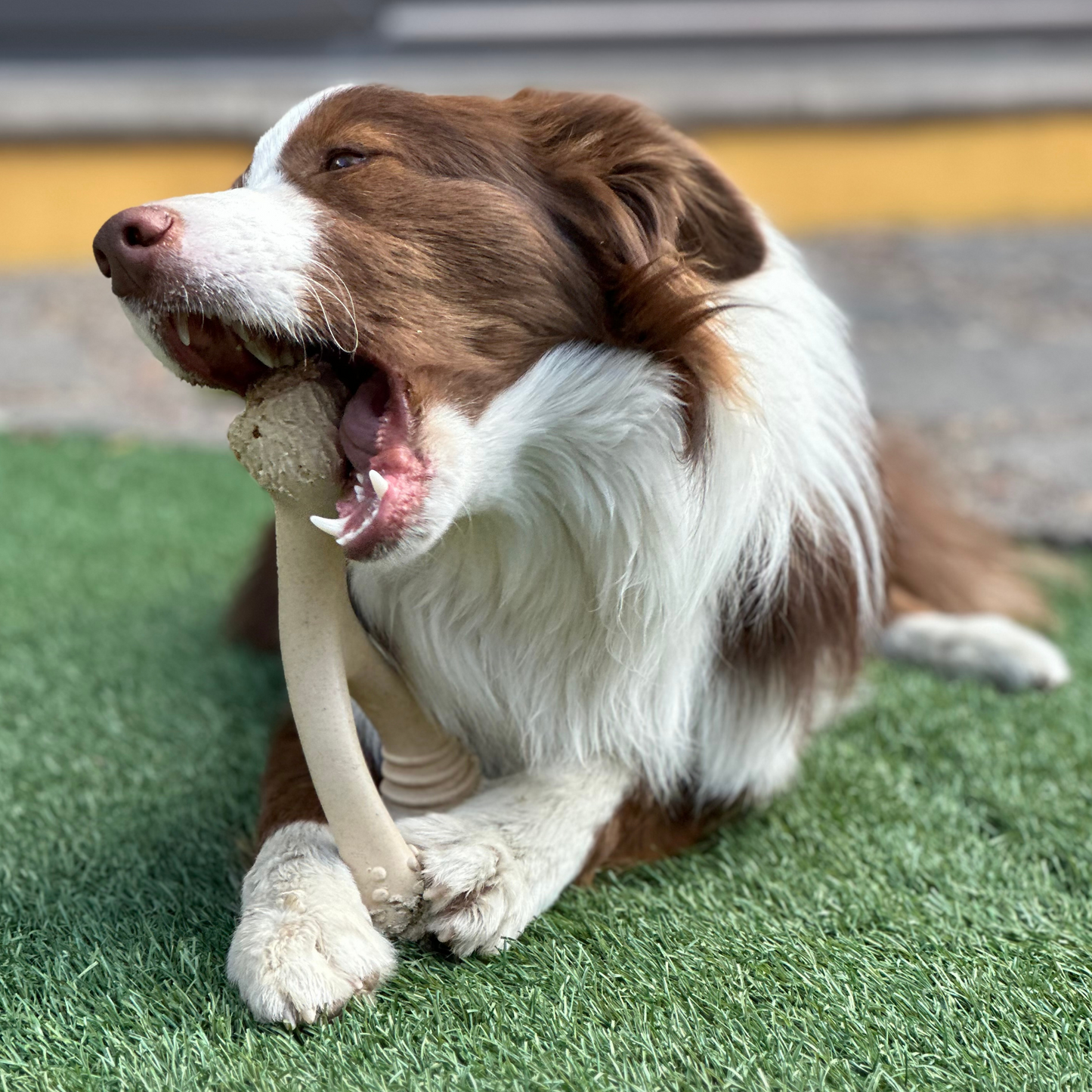 BetterBone Dog Chew - Expressly Marketplace