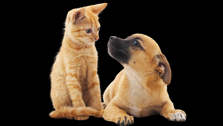 Pet Care - Expressly Marketplace