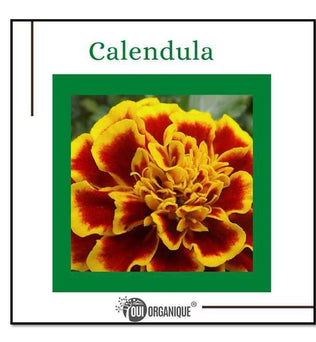Certified Organic Rejuvenating Night cream calendula Hydrate Anti-aging Repair |Calendula flower