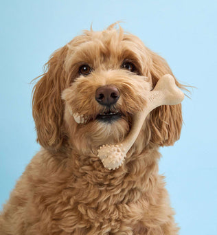 BetterBone Dog Chew - Expressly Marketplace
