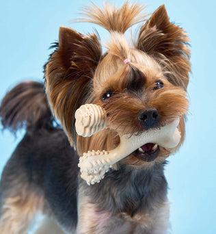 BetterBone Dog Chew - Expressly Marketplace