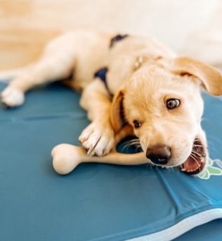 BetterBone Dog Chew - Expressly Marketplace
