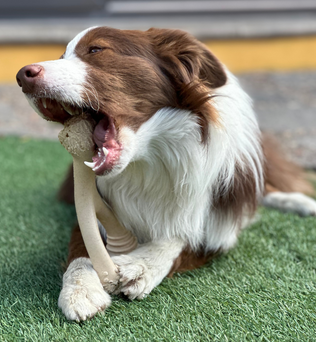 BetterBone Dog Chew - Expressly Marketplace