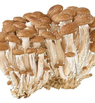 Certified Organic Rejuvenating Eye Cream Shiitake mushroom|dark circles|puffiness